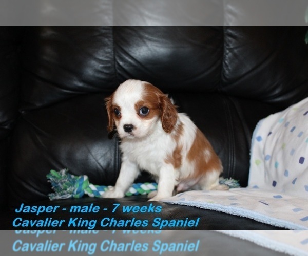 Medium Photo #3 Cavalier King Charles Spaniel Puppy For Sale in CLARKRANGE, TN, USA
