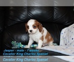 Small Photo #3 Cavalier King Charles Spaniel Puppy For Sale in CLARKRANGE, TN, USA