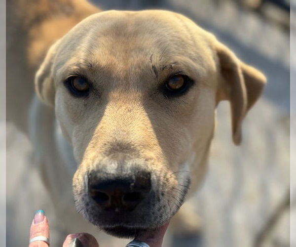 Medium Photo #1 Labrador Retriever-Unknown Mix Puppy For Sale in Tulsa, OK, USA