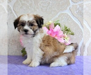 Zuchon Puppy for sale in GORDONVILLE, PA, USA