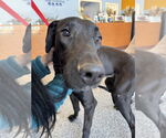 Small #3 Great Dane-Labrador Retriever Mix