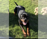 Small #1 Rottweiler