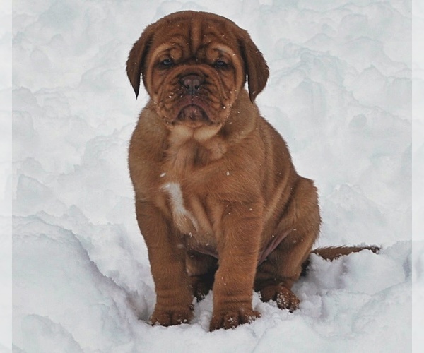 Medium Photo #10 Dogue de Bordeaux Puppy For Sale in ANDOVER, CT, USA