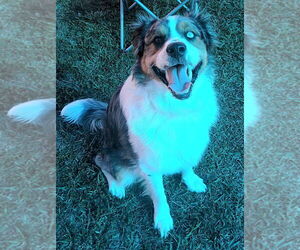 Australian Shepherd-Unknown Mix Dogs for adoption in Bryant, AR, USA