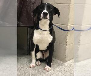 Labrador Retriever Dogs for adoption in Conroe, TX, USA