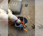Small #19 American Staffordshire Terrier Mix