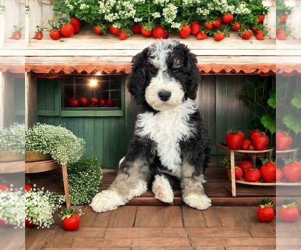 Medium Photo #2 Bernedoodle-Poodle (Standard) Mix Puppy For Sale in MENIFEE, CA, USA