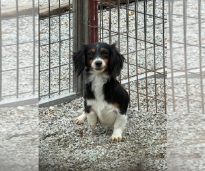 Dachshund Puppy for sale in CASSVILLE, MO, USA