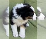 Small Photo #44 Miniature Australian Shepherd Puppy For Sale in LA CANADA FLINTRIDGE, CA, USA