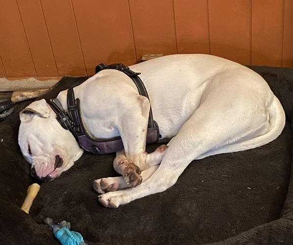Medium Photo #5 American Bulldog Puppy For Sale in WAPWALLOPEN, PA, USA