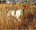 Small Photo #1 German Shorthaired Pointer Puppy For Sale in STEWARTVILLE, MN, USA