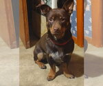 Small #3 Mutt