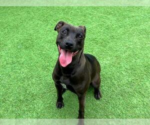 American Pit Bull Terrier Dogs for adoption in Orange, CA, USA