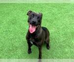 Small American Pit Bull Terrier
