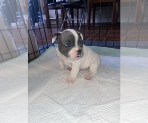 Bulldog Puppy for sale in NEW HOLLAND, PA, USA