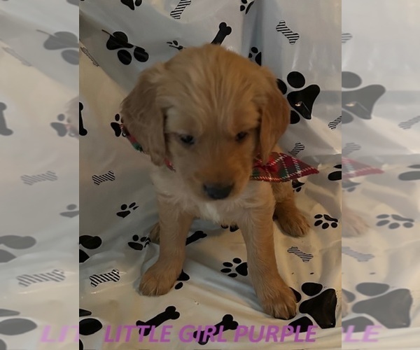 Medium Photo #1 Golden Retriever Puppy For Sale in WASHINGTON COURT HOUSE, OH, USA