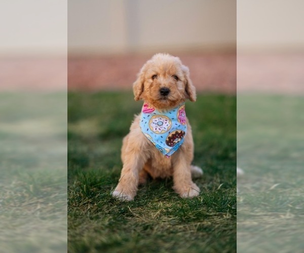 Medium Photo #14 Goldendoodle Puppy For Sale in COLORADO SPRINGS, CO, USA