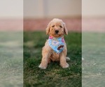 Small Photo #14 Goldendoodle Puppy For Sale in COLORADO SPRINGS, CO, USA