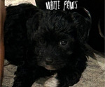 Small #2 Poovanese