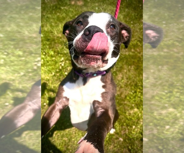 Medium Photo #2 American Pit Bull Terrier-Unknown Mix Puppy For Sale in Germantown, OH, USA