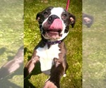 Small #1 American Pit Bull Terrier Mix