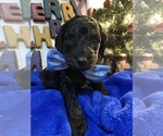 Small Photo #11 Goldendoodle Puppy For Sale in DYERSBURG, TN, USA