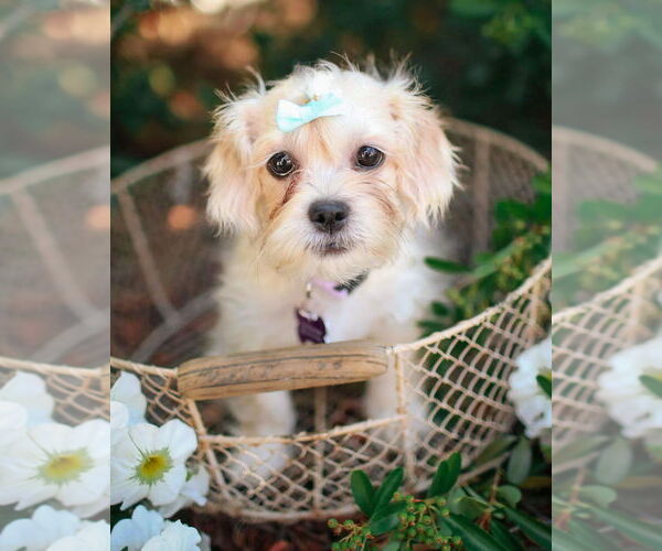 Medium Photo #1 Shih Tzu Puppy For Sale in Corona, CA, USA