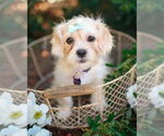 Small Shih Tzu