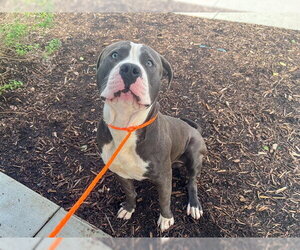 Mutt Dogs for adoption in Orange, CA, USA