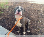TOM - Male Mutt Dog for Adoption - Small photo