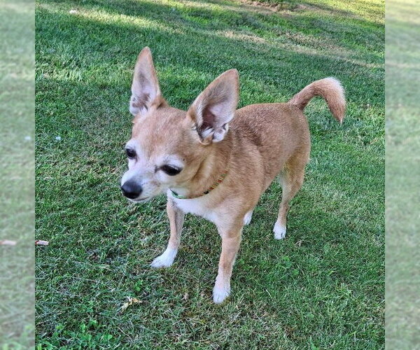 Medium Photo #4 Chihuahua-Unknown Mix Puppy For Sale in Coldwater, MI, USA