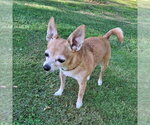Small #3 Chihuahua Mix
