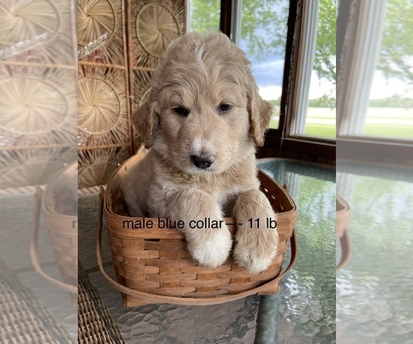 Medium Photo #1 Pyredoodle Puppy For Sale in ANSONIA, OH, USA