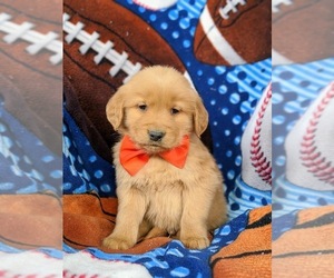 Golden Retriever Puppy for sale in OXFORD, PA, USA