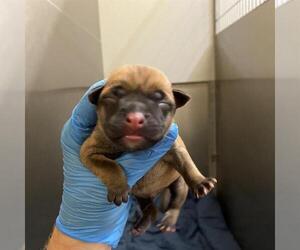 Mutt Dogs for adoption in Modesto, CA, USA