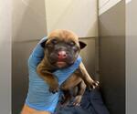 A613204 - Female Mutt Dog for Adoption - Small photo