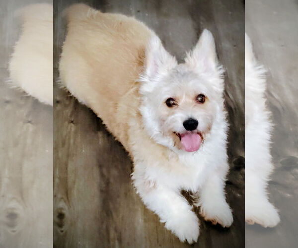 Medium Photo #3 Havanese-Unknown Mix Puppy For Sale in Fort Collins, CO, USA