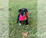 Small Photo #10 Boxer Puppy For Sale in ELDON, MO, USA