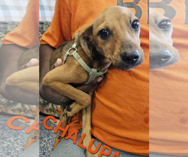 Medium Photo #1 Chipin Puppy For Sale in Wakefield, RI, USA