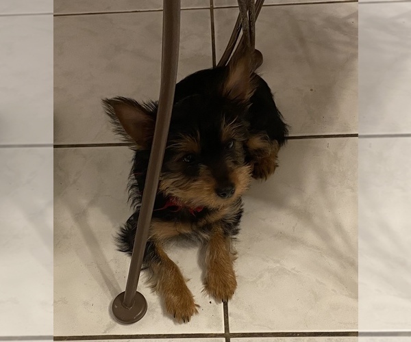 Medium Photo #6 Yorkshire Terrier Puppy For Sale in OAK LAWN, IL, USA