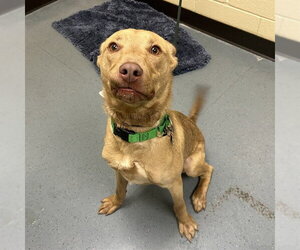 Australian Kelpie-Unknown Mix Dogs for adoption in Denver, CO, USA