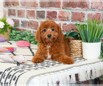Image preview for Ad Listing. Nickname: Noelle