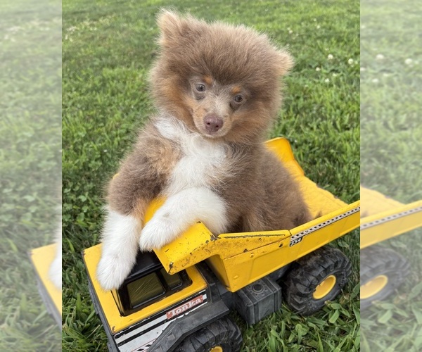 Medium Photo #2 Pomeranian Puppy For Sale in MIDDLEBURY, IN, USA