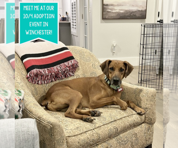 Medium Photo #5 Mountain Cur-Unknown Mix Puppy For Sale in Boston, MA, USA
