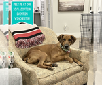 Small #4 Mountain Cur Mix