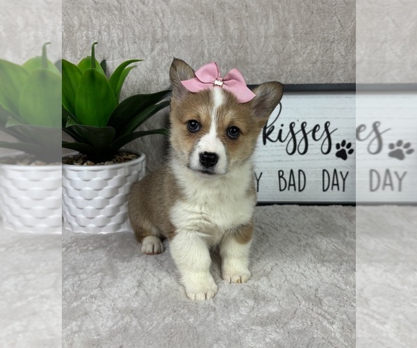Medium Photo #3 Pembroke Welsh Corgi Puppy For Sale in FRANKLIN, IN, USA