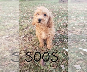 Cavapoo Puppy for Sale in CLARKRANGE, Tennessee USA