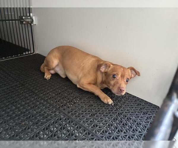 Medium Photo #1 Chihuahua-Unknown Mix Puppy For Sale in Pasadena, CA, USA