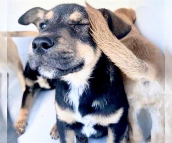 Medium Photo #1 Labrador Retriever-Unknown Mix Puppy For Sale in Houston, TX, USA