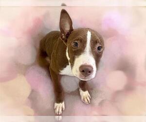 American Pit Bull Terrier-Unknown Mix Dogs for adoption in Tulsa, OK, USA